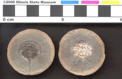 Small image of specimen