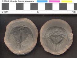 Small image of specimen