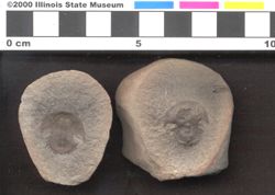 Small image of specimen