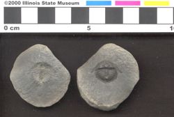 Small image of specimen