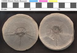 Small image of specimen