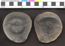 Small image of specimen