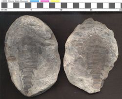Small image of specimen