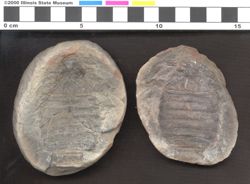 Small image of specimen