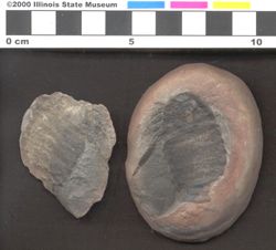 Small image of specimen