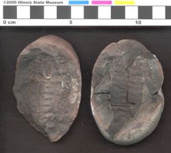 Small image of specimen