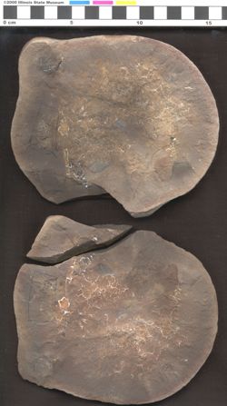 Small image of specimen