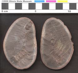 Small image of specimen