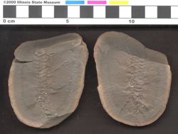 Small image of specimen