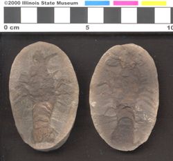Small image of specimen