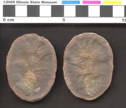 Small image of specimen