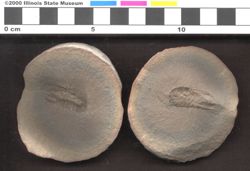 Small image of specimen