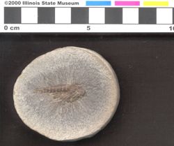 Small image of specimen