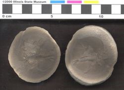 Small image of specimen