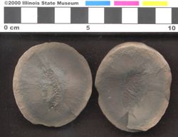 Small image of specimen
