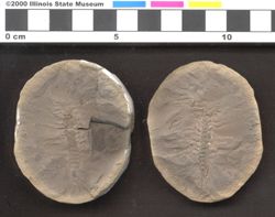 Small image of specimen