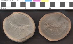 Small image of specimen