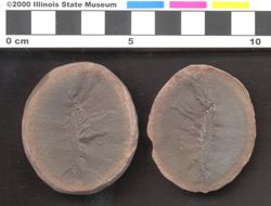 Small image of specimen