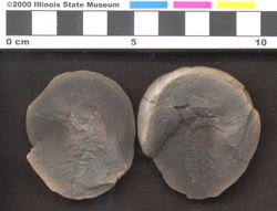 Small image of specimen