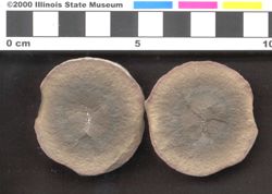 Small image of specimen