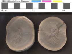 Small image of specimen