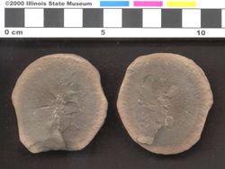 Small image of specimen