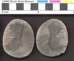 Small image of specimen