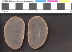Small image of specimen