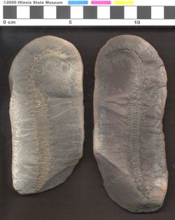 Small image of specimen