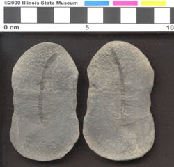 Small image of specimen