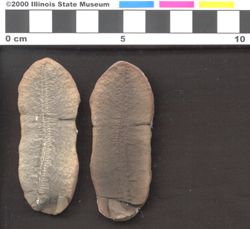 Small image of specimen