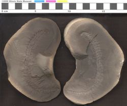 Small image of specimen