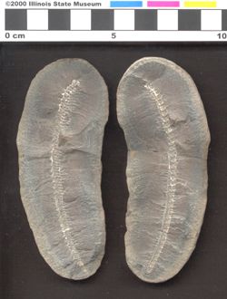 Small image of specimen