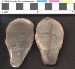 Small image of specimen