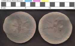 Small image of specimen