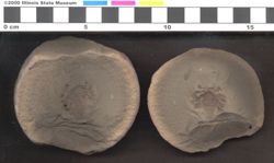 Small image of specimen