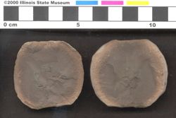 Small image of specimen