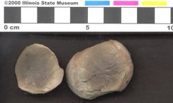 Small image of specimen