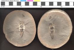 Small image of specimen