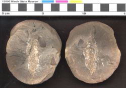 Small image of specimen