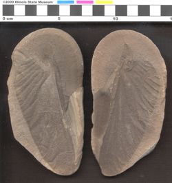 Small image of specimen