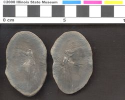 Small image of specimen