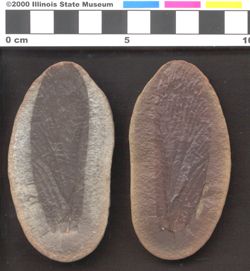 Small image of specimen
