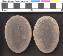 Small image of specimen