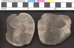 Small image of specimen