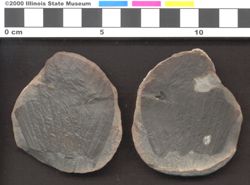 Small image of specimen