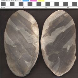 Small image of specimen