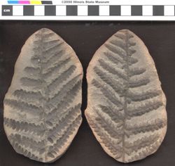Small image of specimen