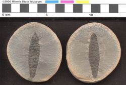 Small image of specimen