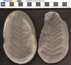 Small image of specimen